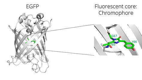 gfps|why does gfp fluoresce.